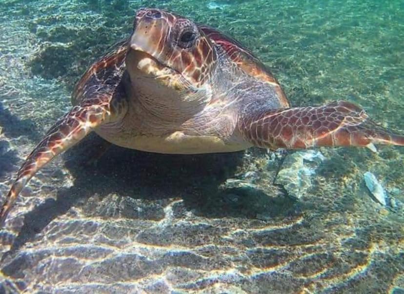 Elafonisos Elaion Hotel Kültér fotó